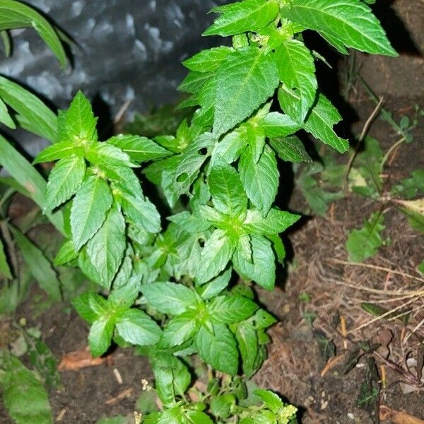 Mercurialis annua Fuelha