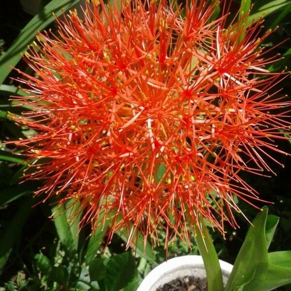 Scadoxus multiflorus Цветок