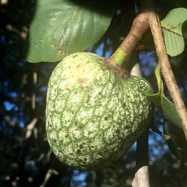 Annona senegalensis Frugt