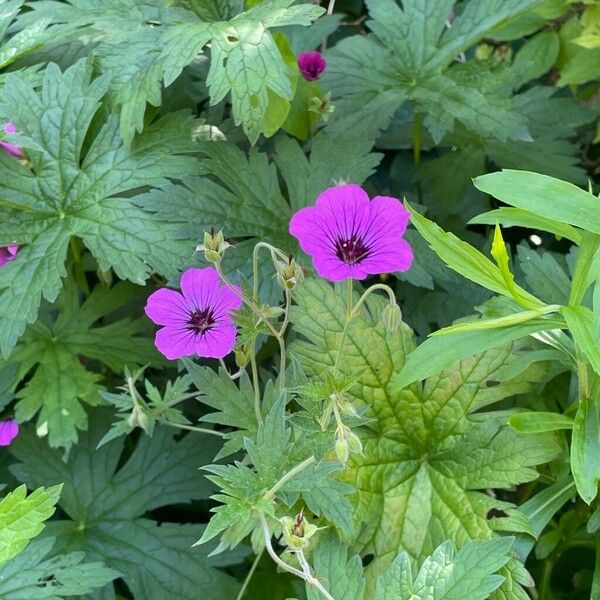 Geranium psilostemon Pokrój