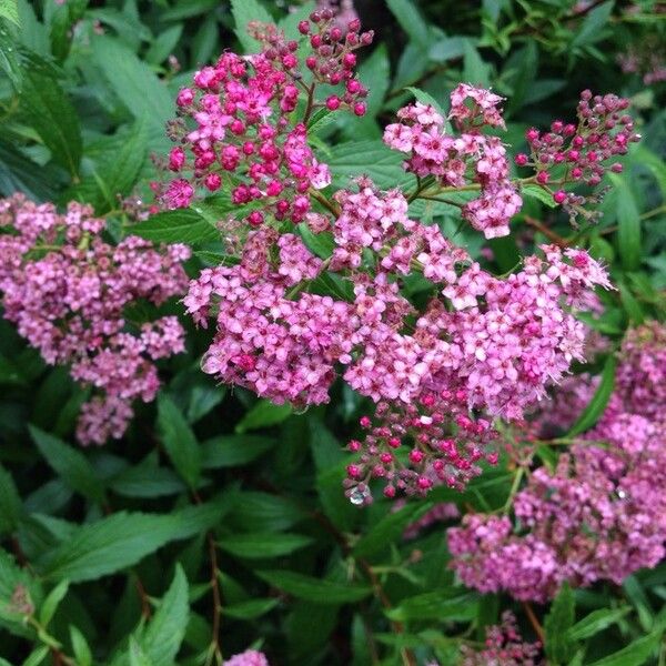 Spiraea japonica 花