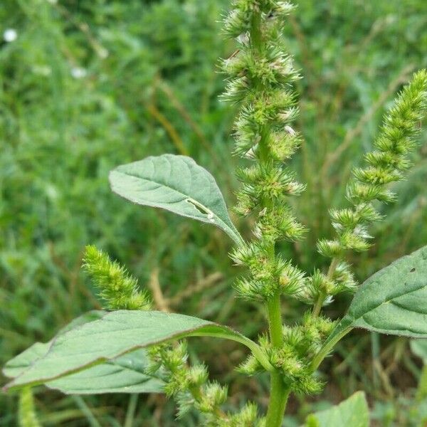 Amaranthus hybridus Flower