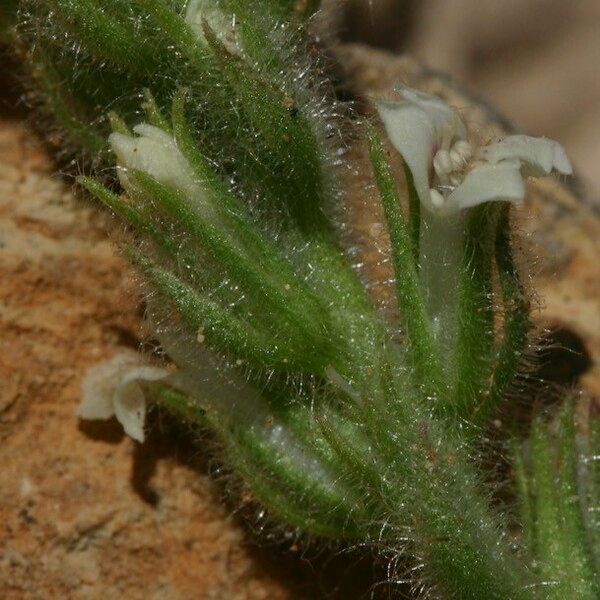Lafuentea rotundifolia Flower
