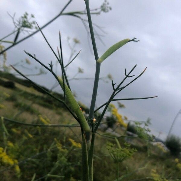 Foeniculum vulgare 叶