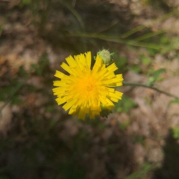 Reichardia picroides Flower