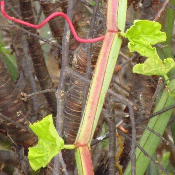 Cissus quadrangularis 叶