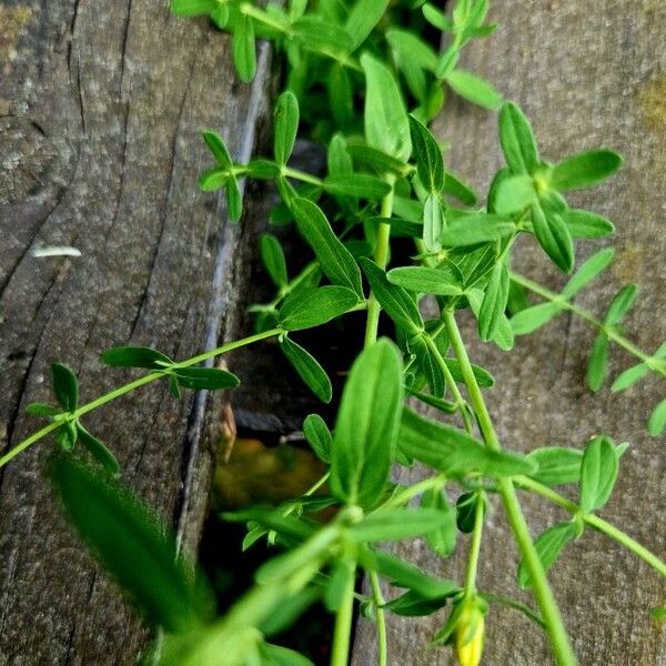 Hypericum perfoliatum Лист