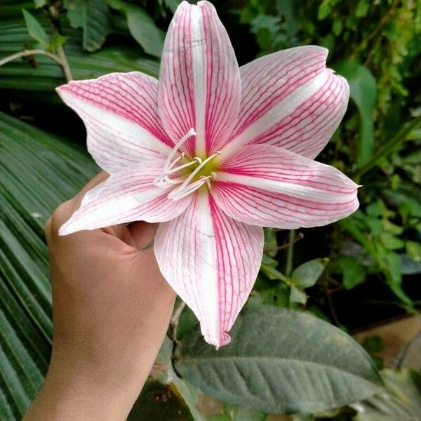 Hippeastrum reticulatum Flower