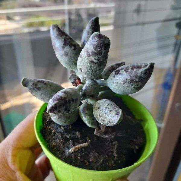 Adromischus cooperi 叶