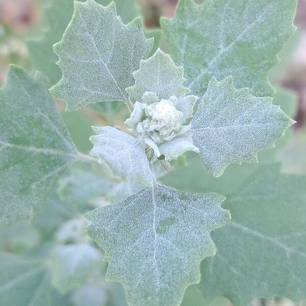 Chenopodium vulvaria ഇല