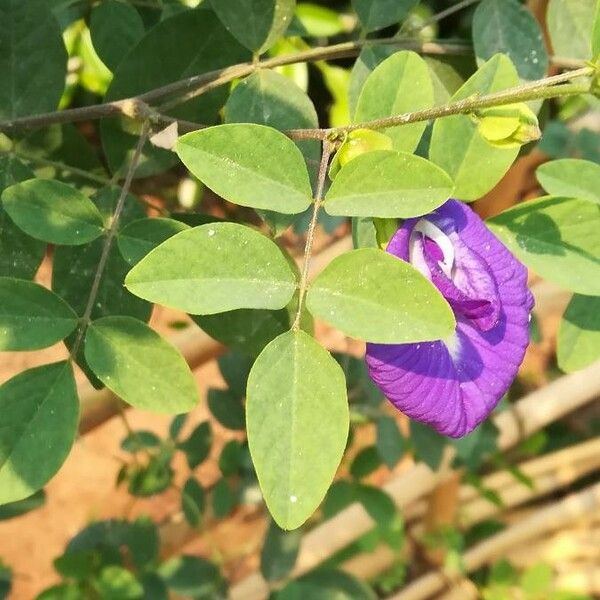 Clitoria ternatea Leaf