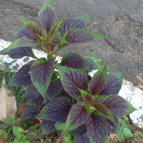 Amaranthus tricolor ഇല