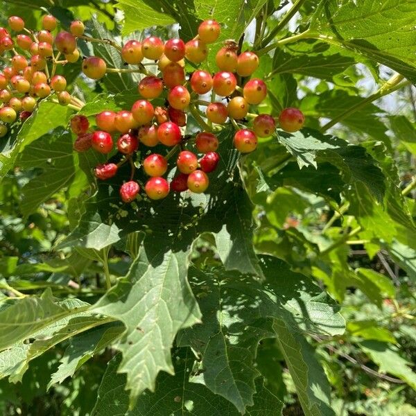 Viburnum opulus Vili