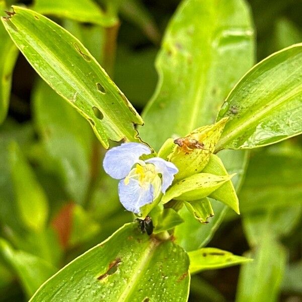 Commelina caroliniana ᱵᱟᱦᱟ