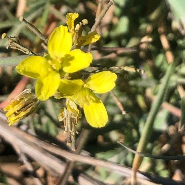 Diplotaxis tenuifolia Çiçek