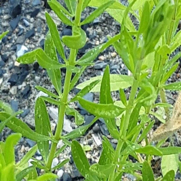 Hyssopus officinalis Bark