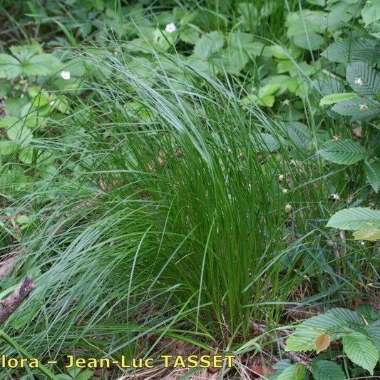 Carex fritschii Staniste