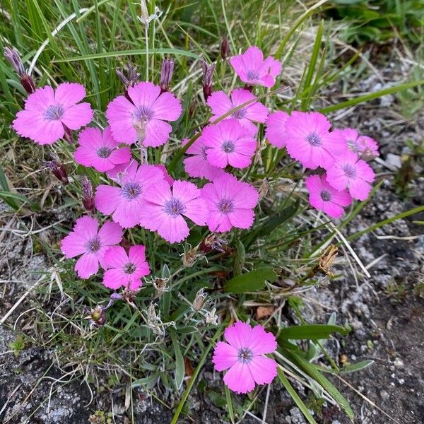 Dianthus pavonius Blodyn