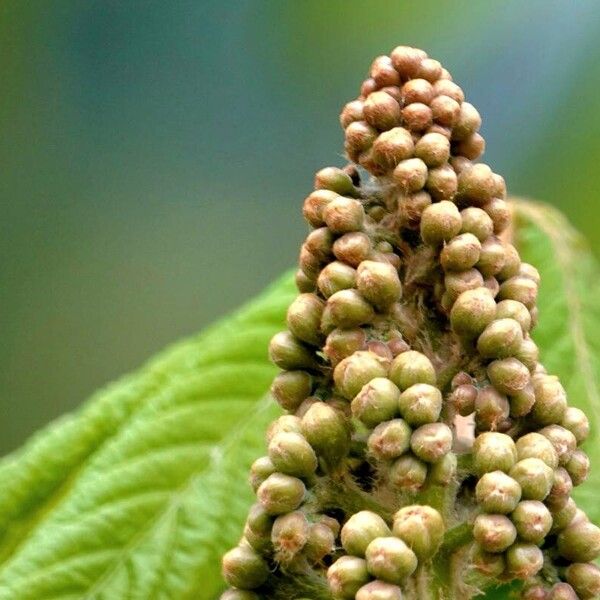 Aesculus hippocastanum Sonstige