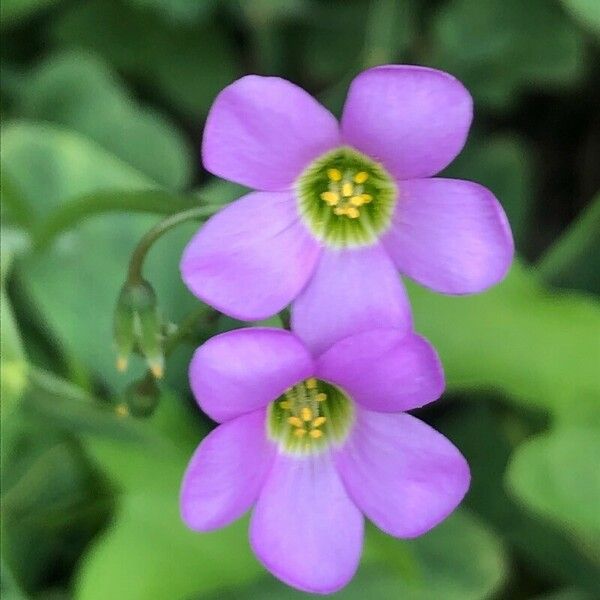 Oxalis latifolia Virág