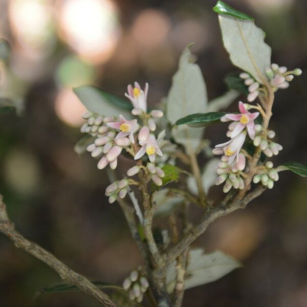 Styrax argenteus Flower