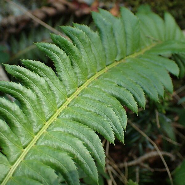 Polystichum lonchitis Leaf