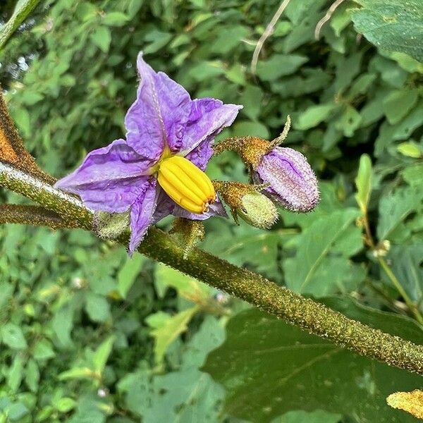 Solanum melongena Flower