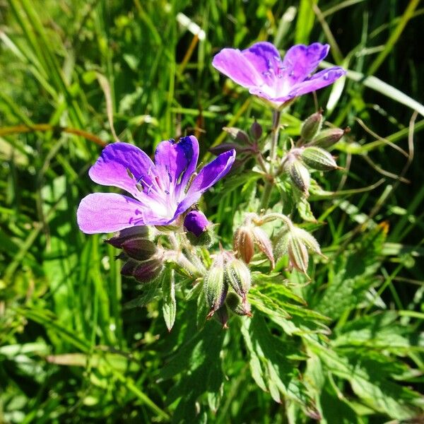 Geranium sylvaticum Flower