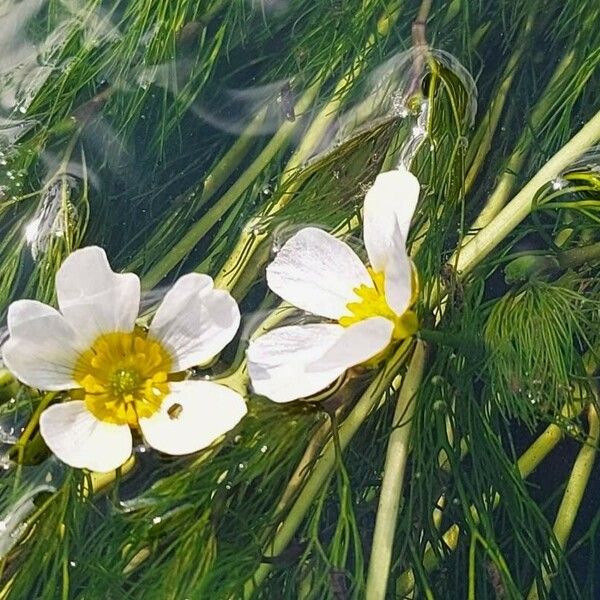 Ranunculus fluitans Flower