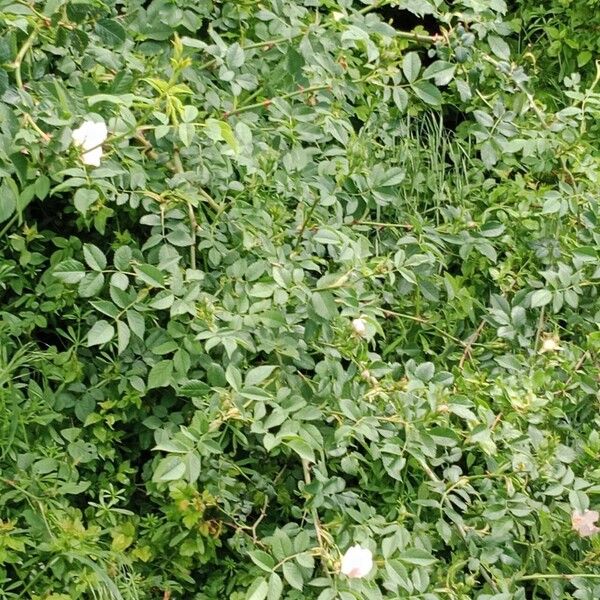 Rosa arvensis Vekstform