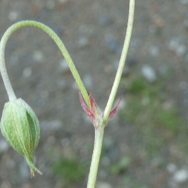 Geranium columbinum Annet