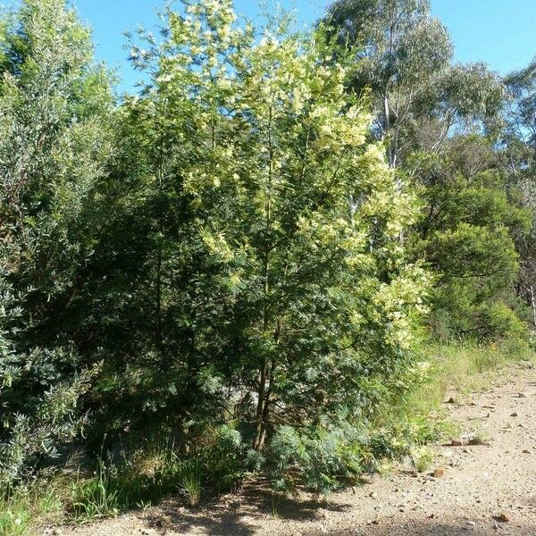 Acacia decurrens Habitat