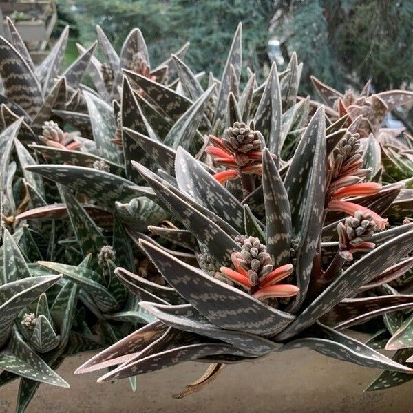 Aloe variegata Flor