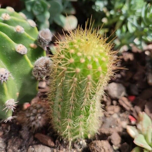 Echinocereus coccineus Φύλλο