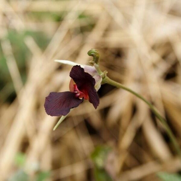 Macroptilium atropurpureum 花