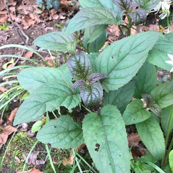 Scrophularia nodosa Листок