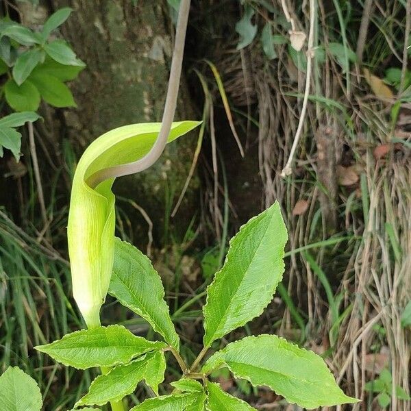 Arisaema tortuosum Λουλούδι