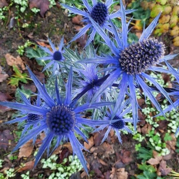 Eryngium amethystinum Žiedas