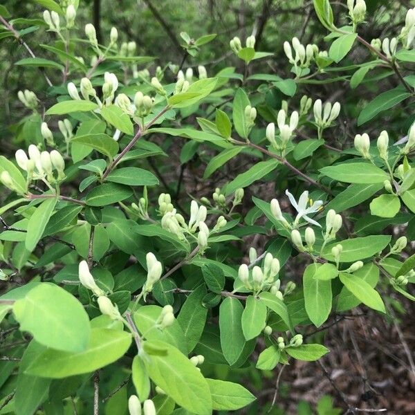 Lonicera morrowii Blüte