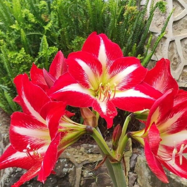 Hippeastrum correiense Květ