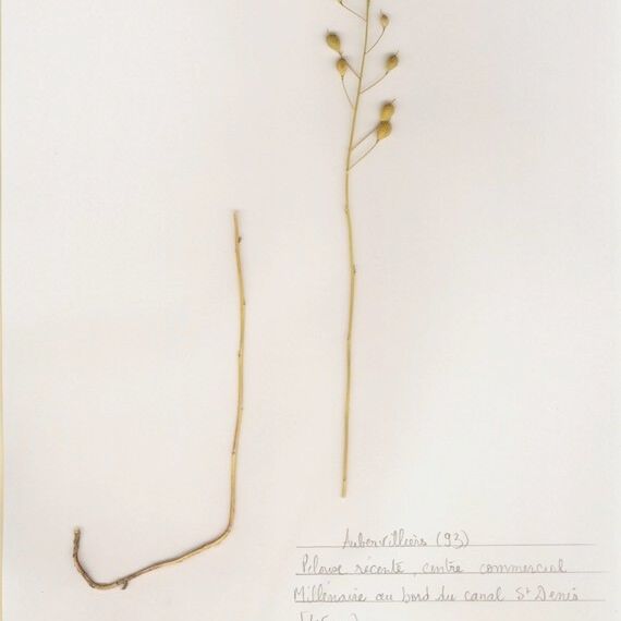 Camelina microcarpa Хабит