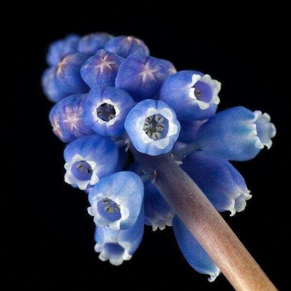 Muscari neglectum Floro