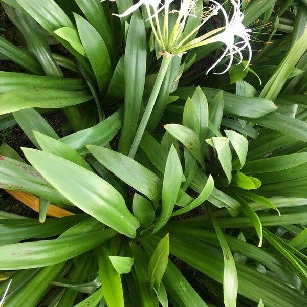 Hymenocallis littoralis Хабит