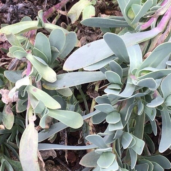 Hertia cheirifolia पत्ता