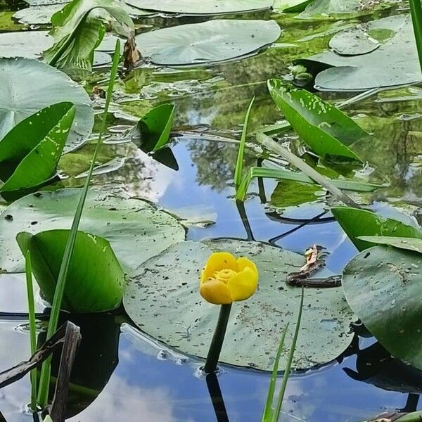 Nuphar lutea Yaprak