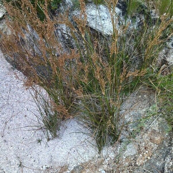 Juncus maritimus Flower