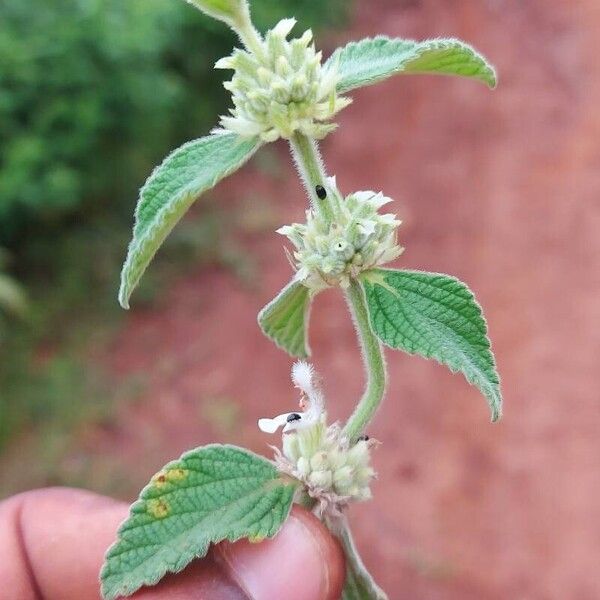 Leucas grandis Blomma