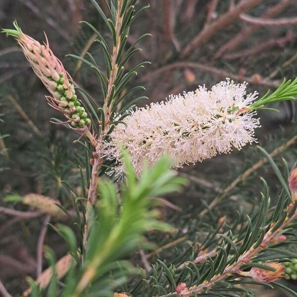 Melaleuca armillaris Blomst