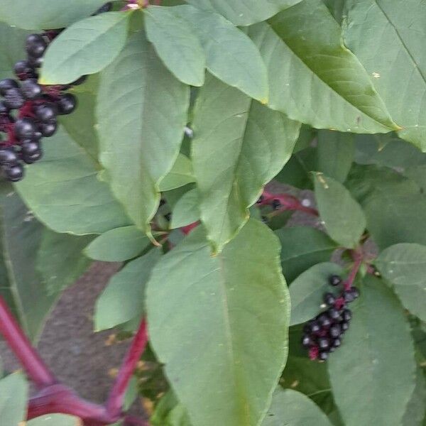 Phytolacca americana Лист