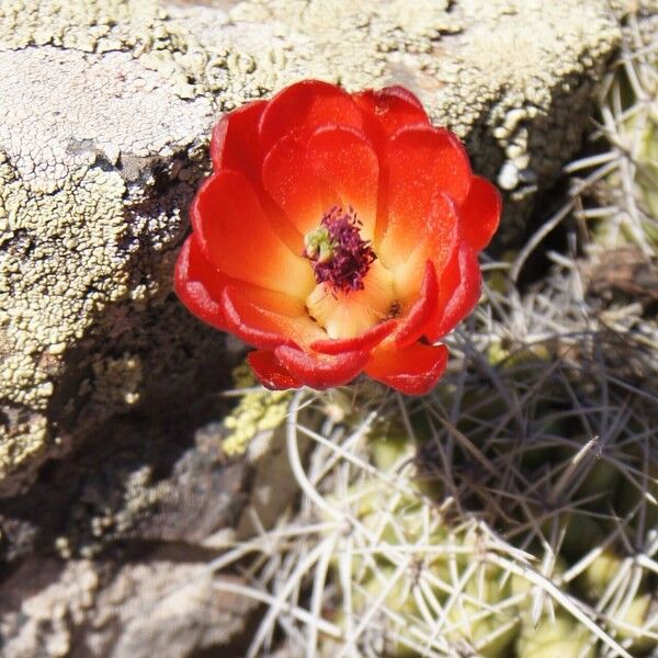 Echinocereus triglochidiatus Λουλούδι